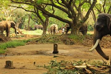 hotels in guruvayoor